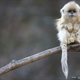 Illustration for article titled The year's best wildlife photos will break your heart